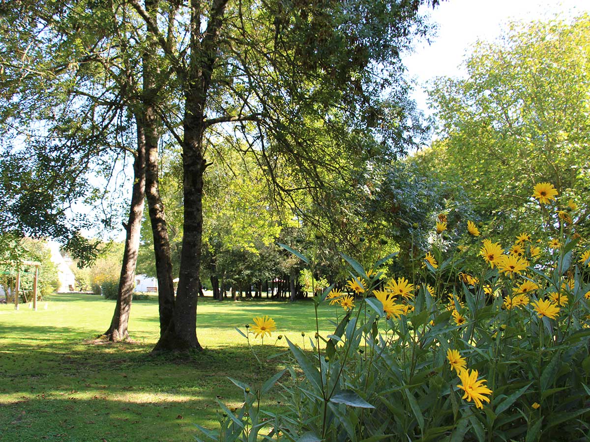 jardin fleurs jaunes