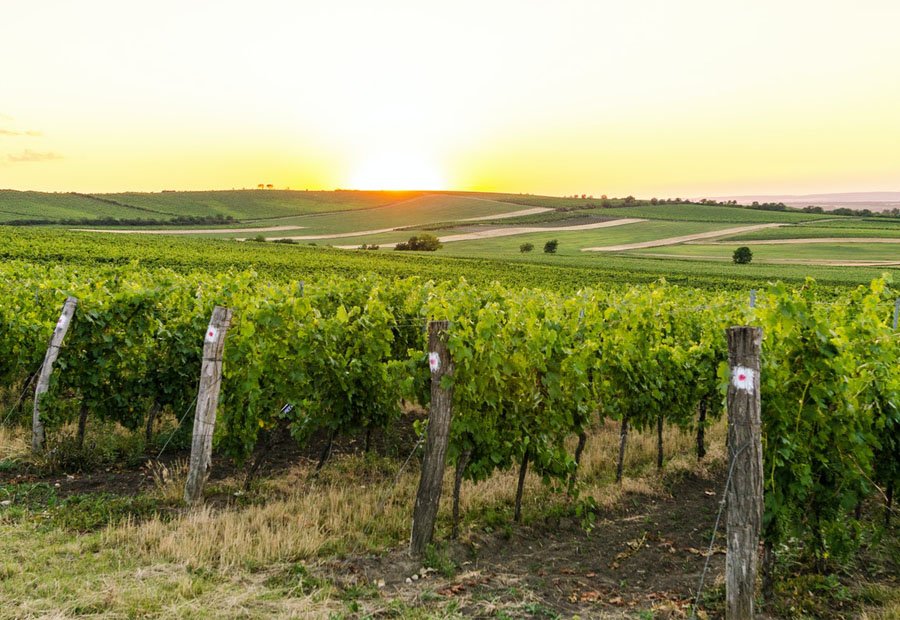 vignes de cognac